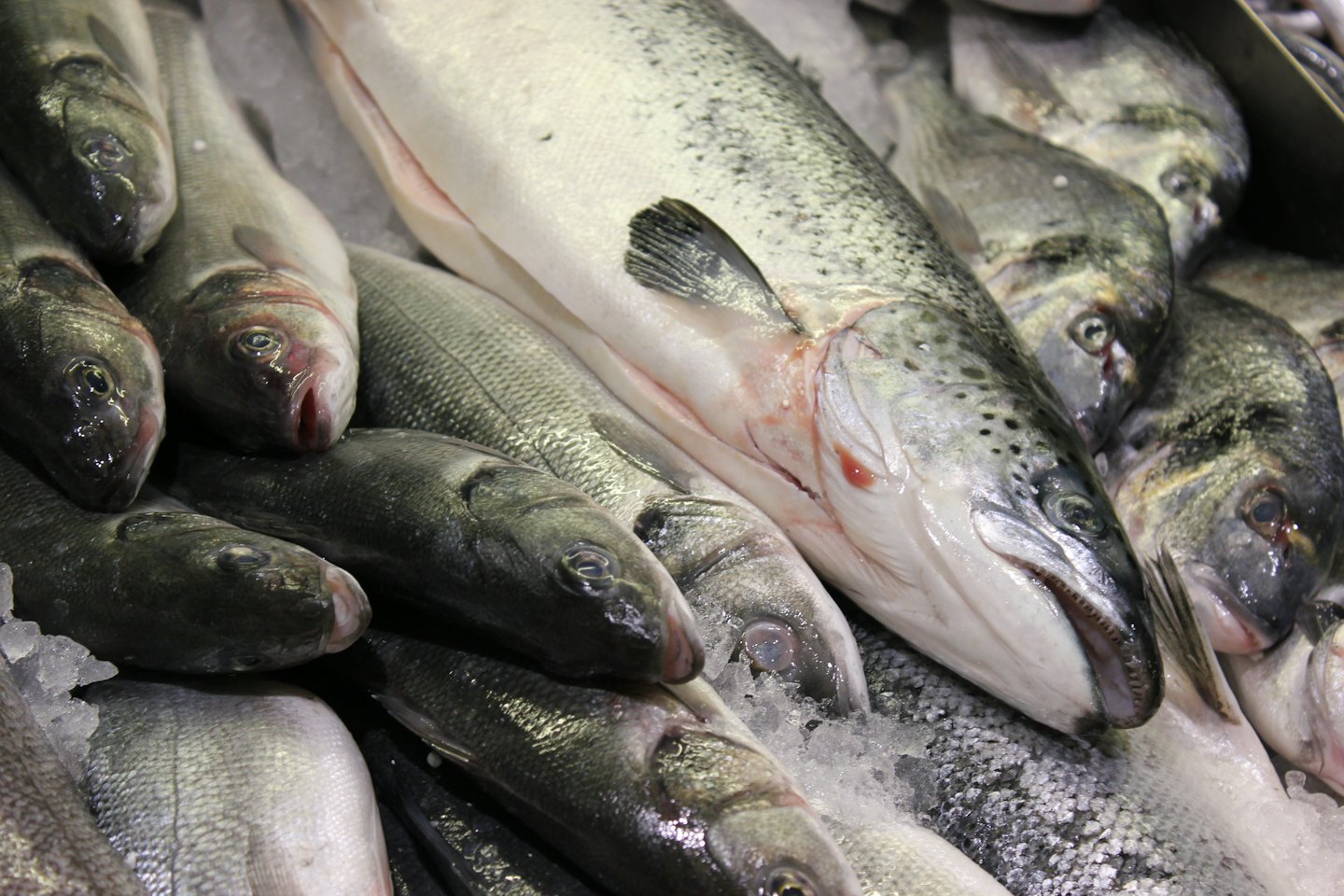 Salmón fresco y pescado gris dispuestos sobre hielo picado.