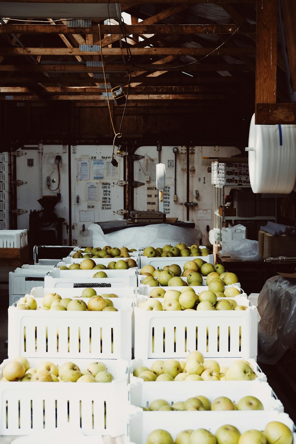 Manzanas y peras apiladas en cajas blancas en un almacén.